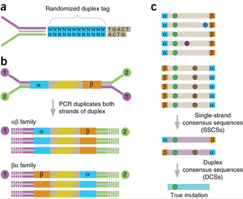 Duplex Sequencing Schema from Kennedy et al 2014